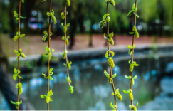 春姑娘追逐赛 绅宝智道获青睐帝豪GL沦备胎